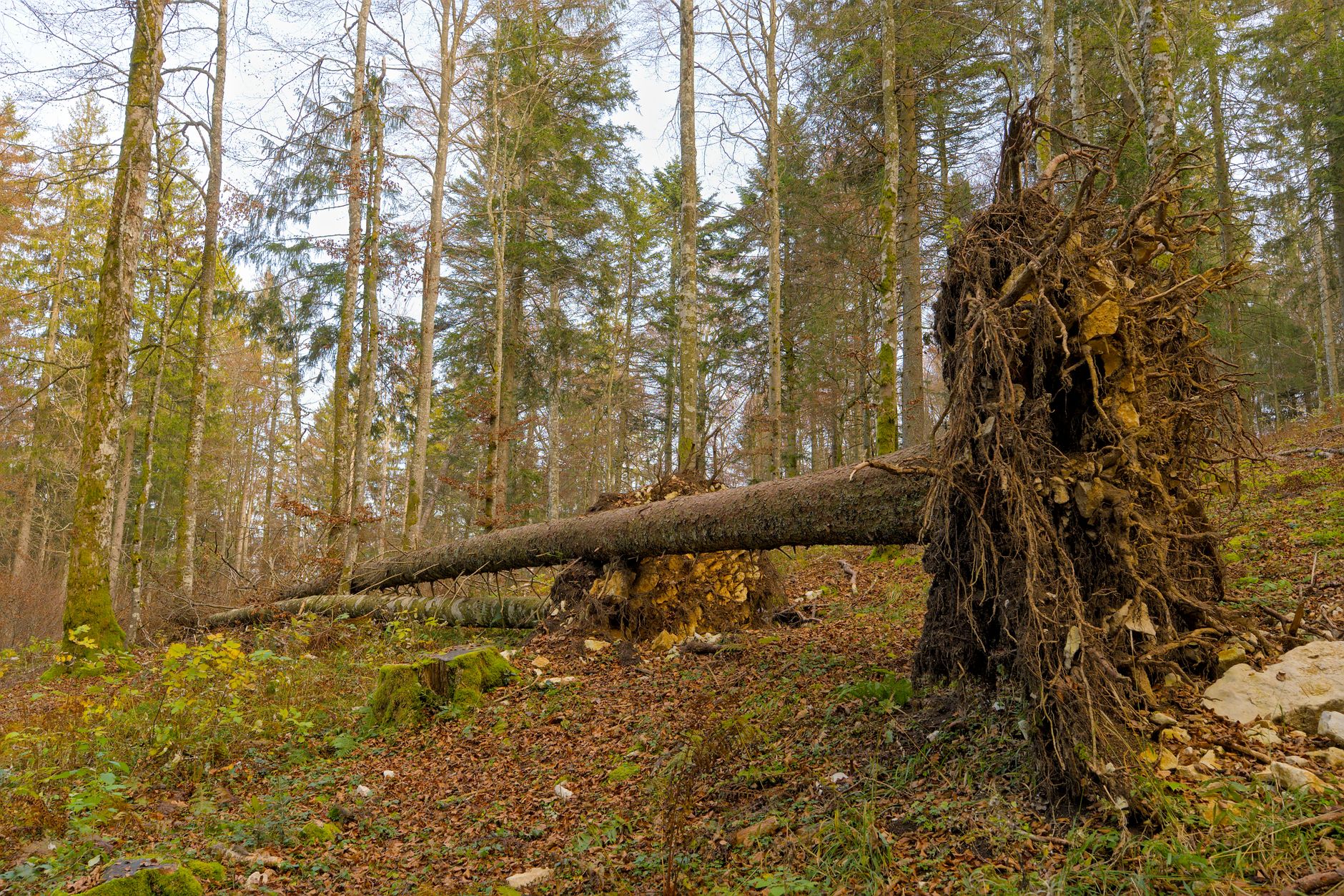 Enlèvement arbre urgence équipe à Bègles